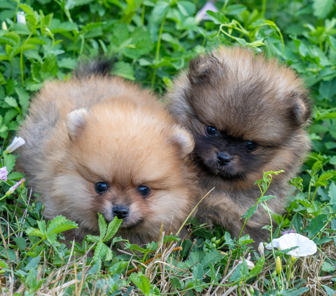 Chiot Spitz allemand Du Domaine Du Prieure De Cayac