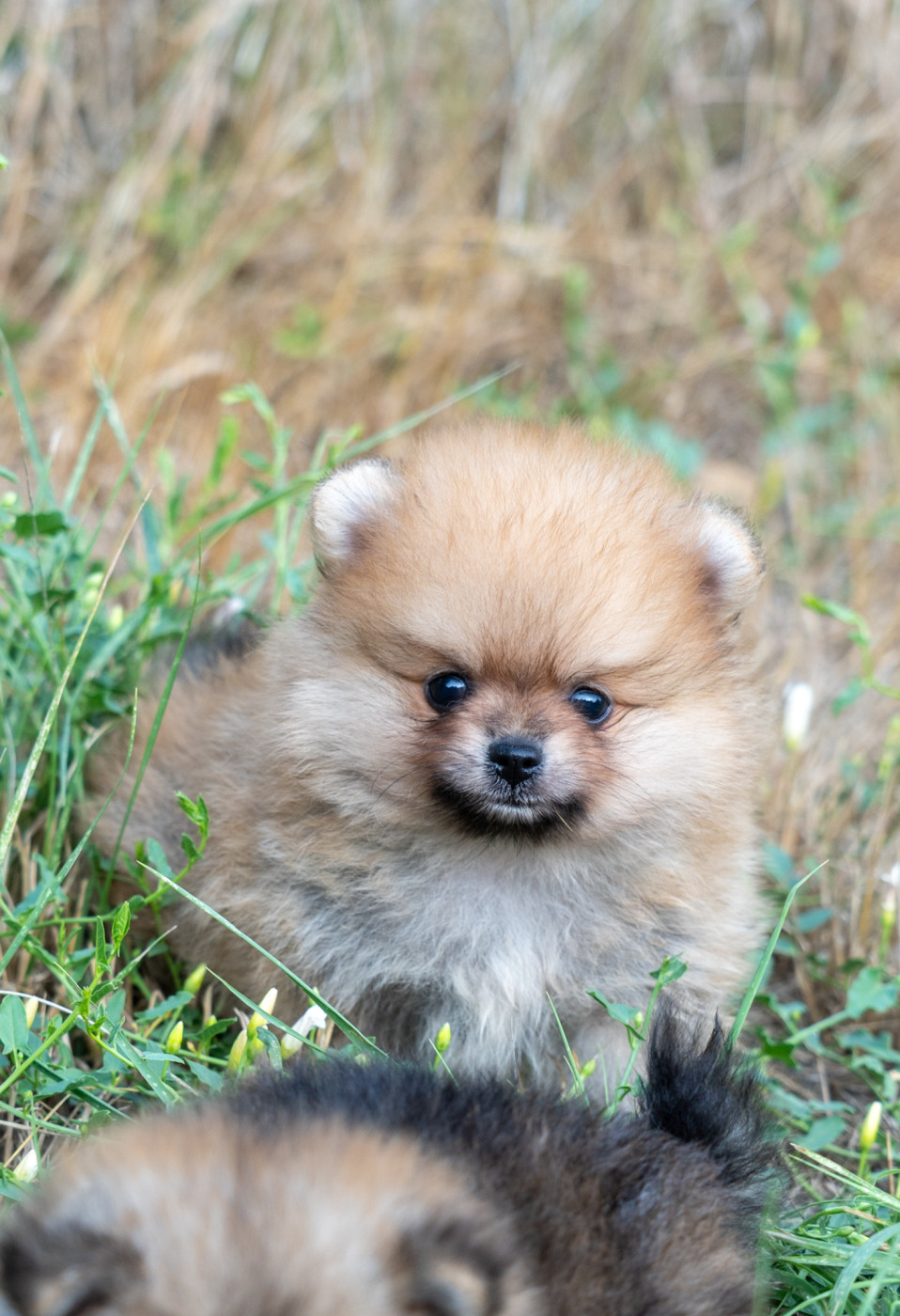 Du Domaine Du Prieure De Cayac - Chiots disponibles - Spitz allemand