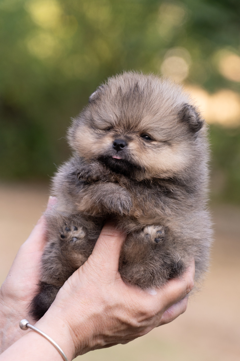 Du Domaine Du Prieure De Cayac - Chiots disponibles - Spitz allemand