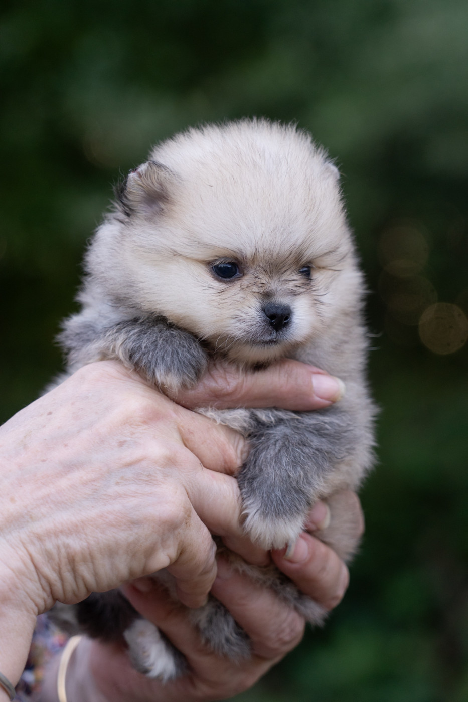 Du Domaine Du Prieure De Cayac - Chiots disponibles - Spitz allemand