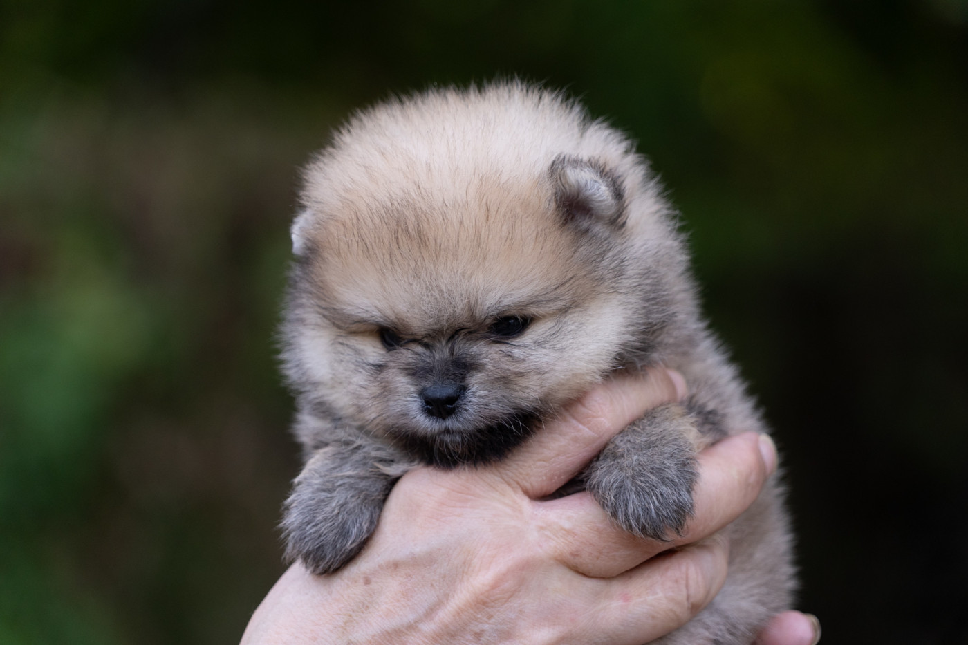 Du Domaine Du Prieure De Cayac - Chiots disponibles - Spitz allemand