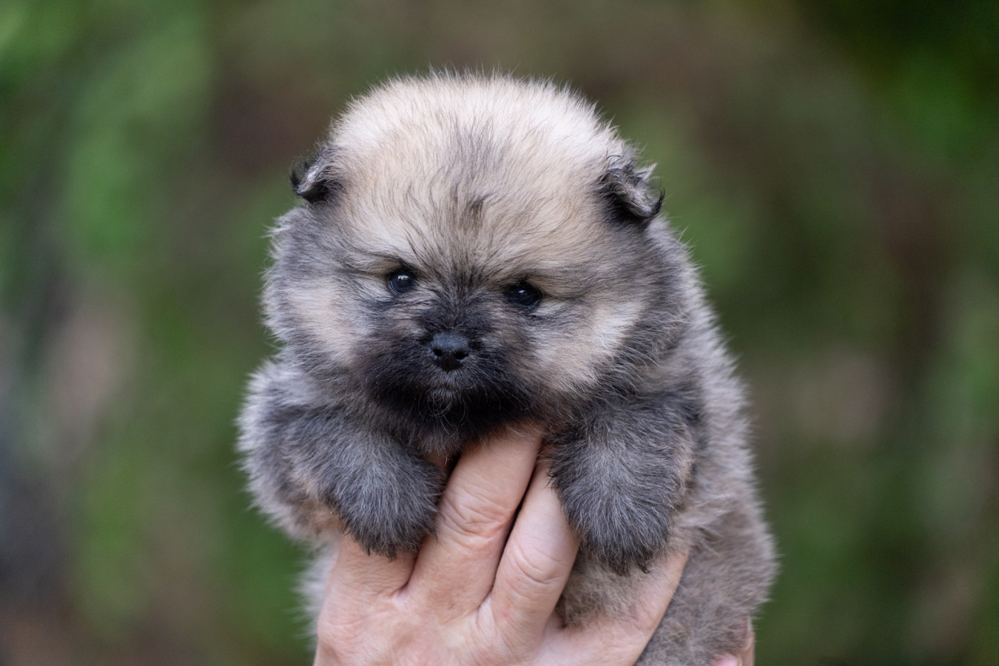 Du Domaine Du Prieure De Cayac - Chiots disponibles - Spitz allemand