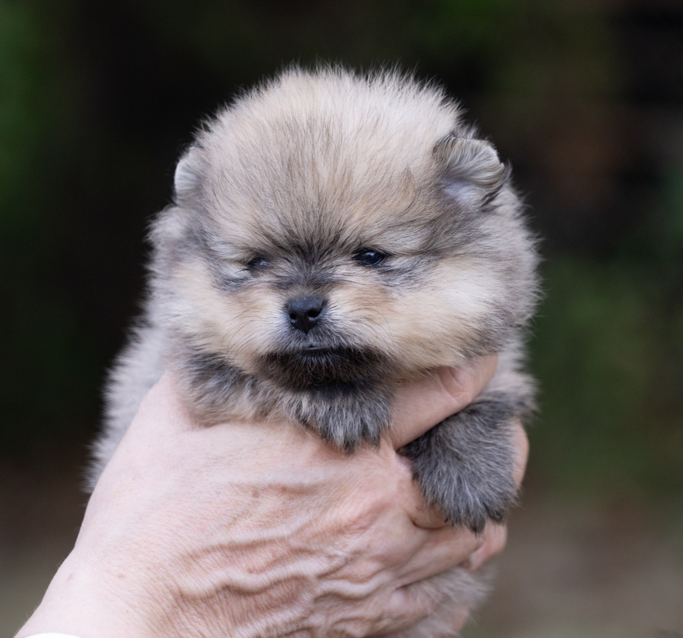 Du Domaine Du Prieure De Cayac - Chiots disponibles - Spitz allemand