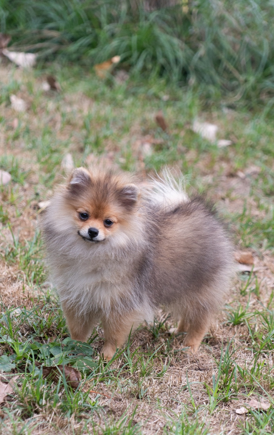 Du Domaine Du Prieure De Cayac - Chiots disponibles - Spitz allemand