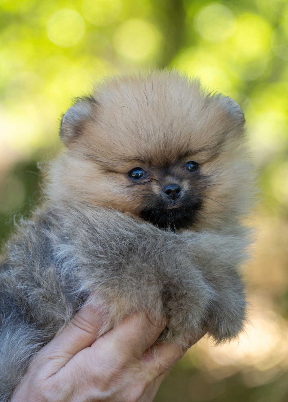Chiot Spitz allemand Du Domaine Du Prieure De Cayac