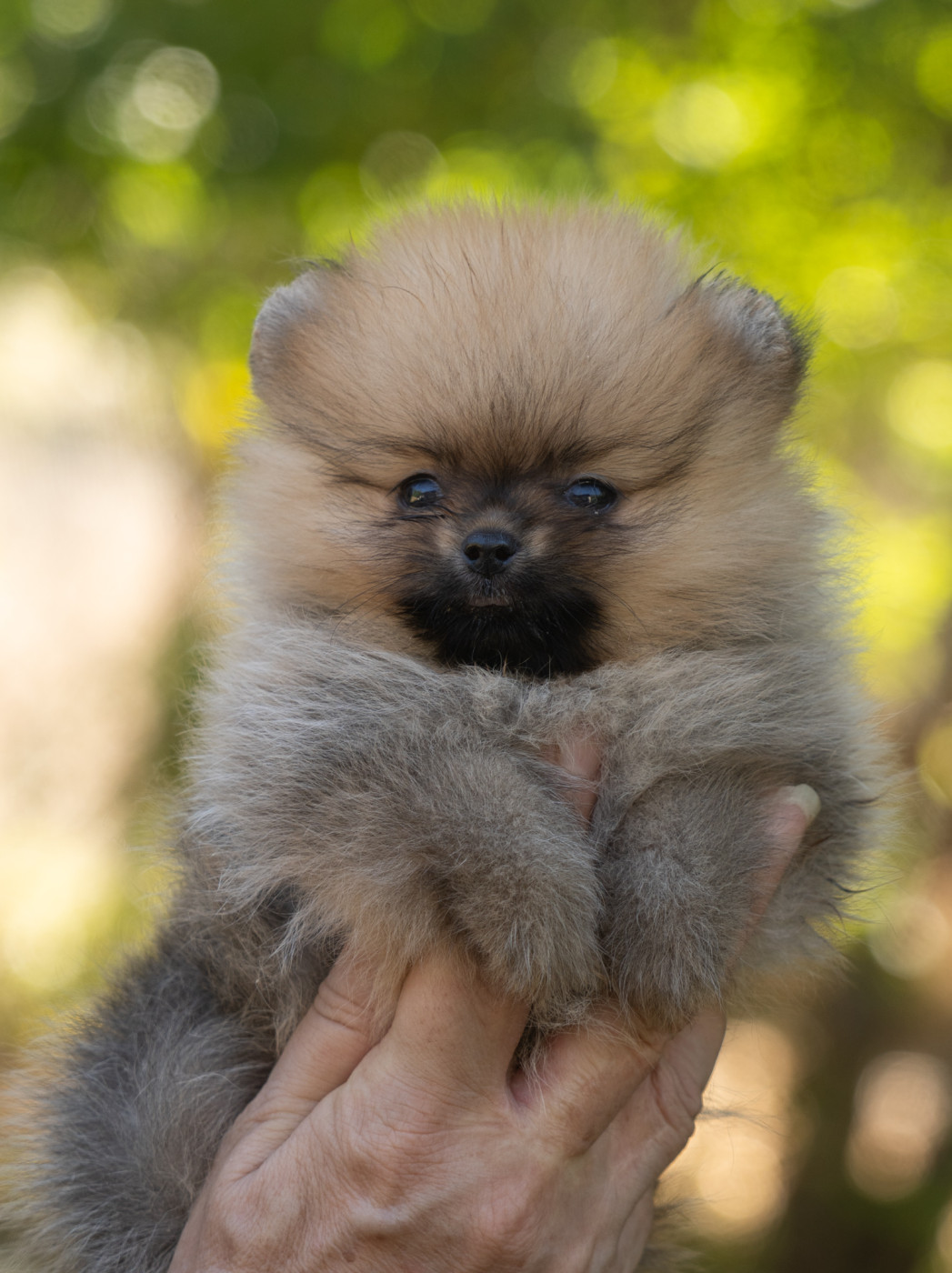 Du Domaine Du Prieure De Cayac - Chiots disponibles - Spitz allemand