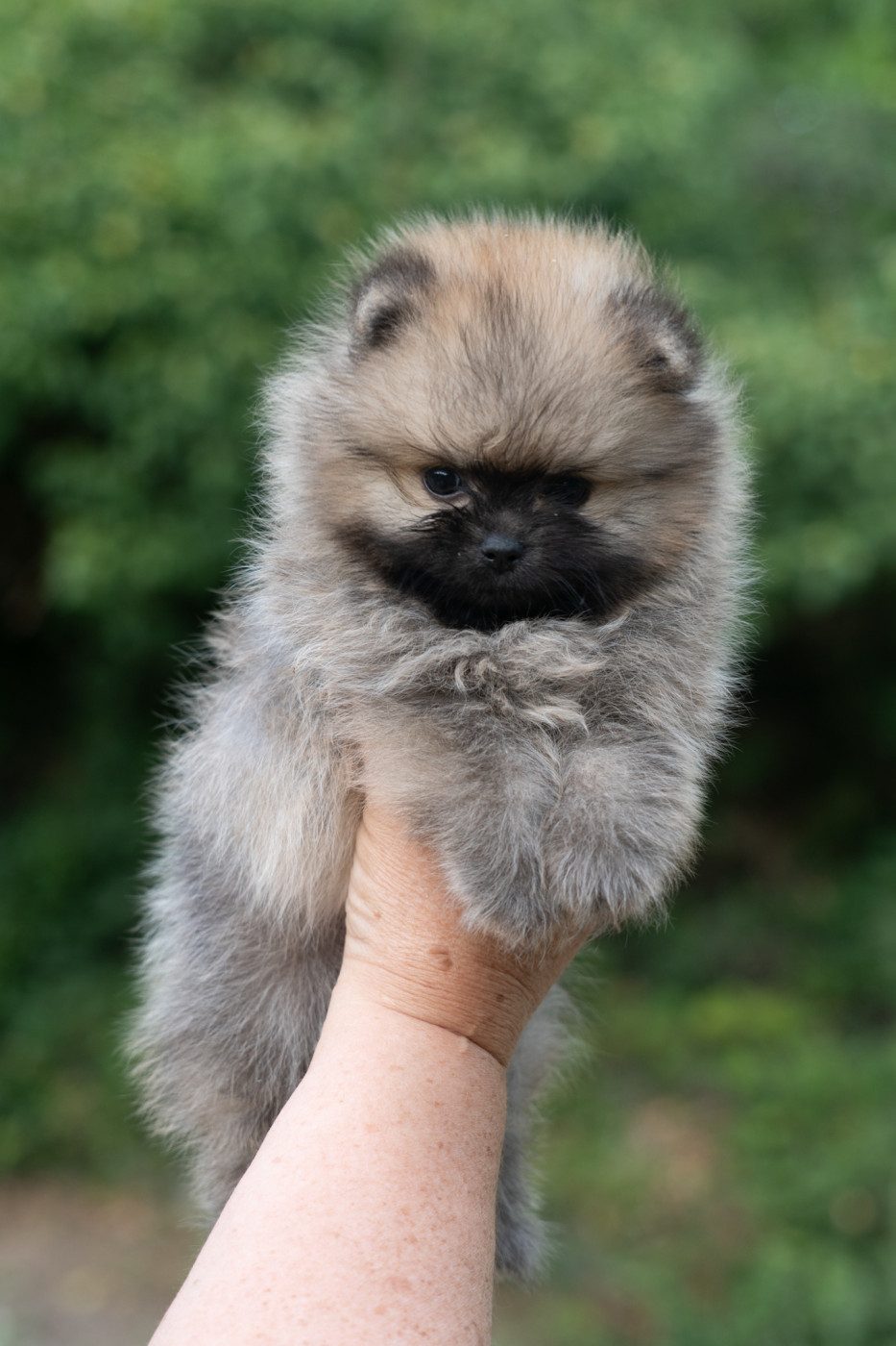 Du Domaine Du Prieure De Cayac - Chiots disponibles - Spitz allemand