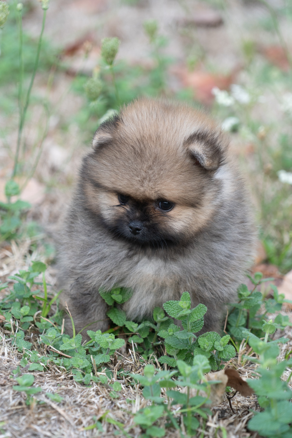 Du Domaine Du Prieure De Cayac - Chiots disponibles - Spitz allemand