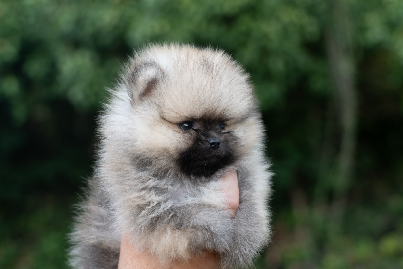 Du Domaine Du Prieure De Cayac - Chiots disponibles - Spitz allemand