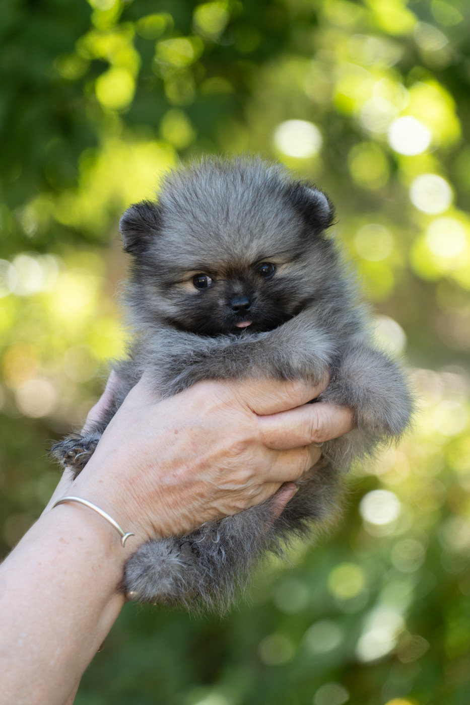 Du Domaine Du Prieure De Cayac - Chiots disponibles - Spitz allemand