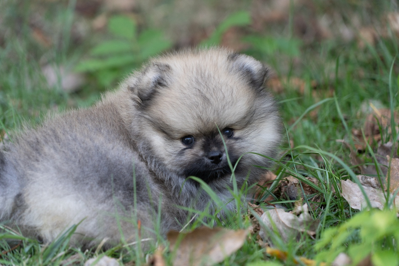Du Domaine Du Prieure De Cayac - Chiots disponibles - Spitz allemand