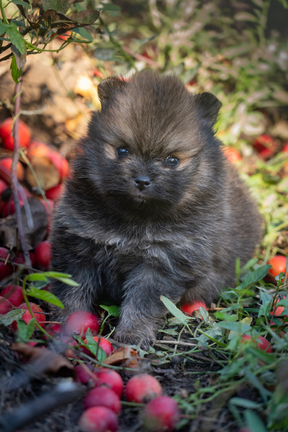 Du Domaine Du Prieure De Cayac - Chiots disponibles - Spitz allemand