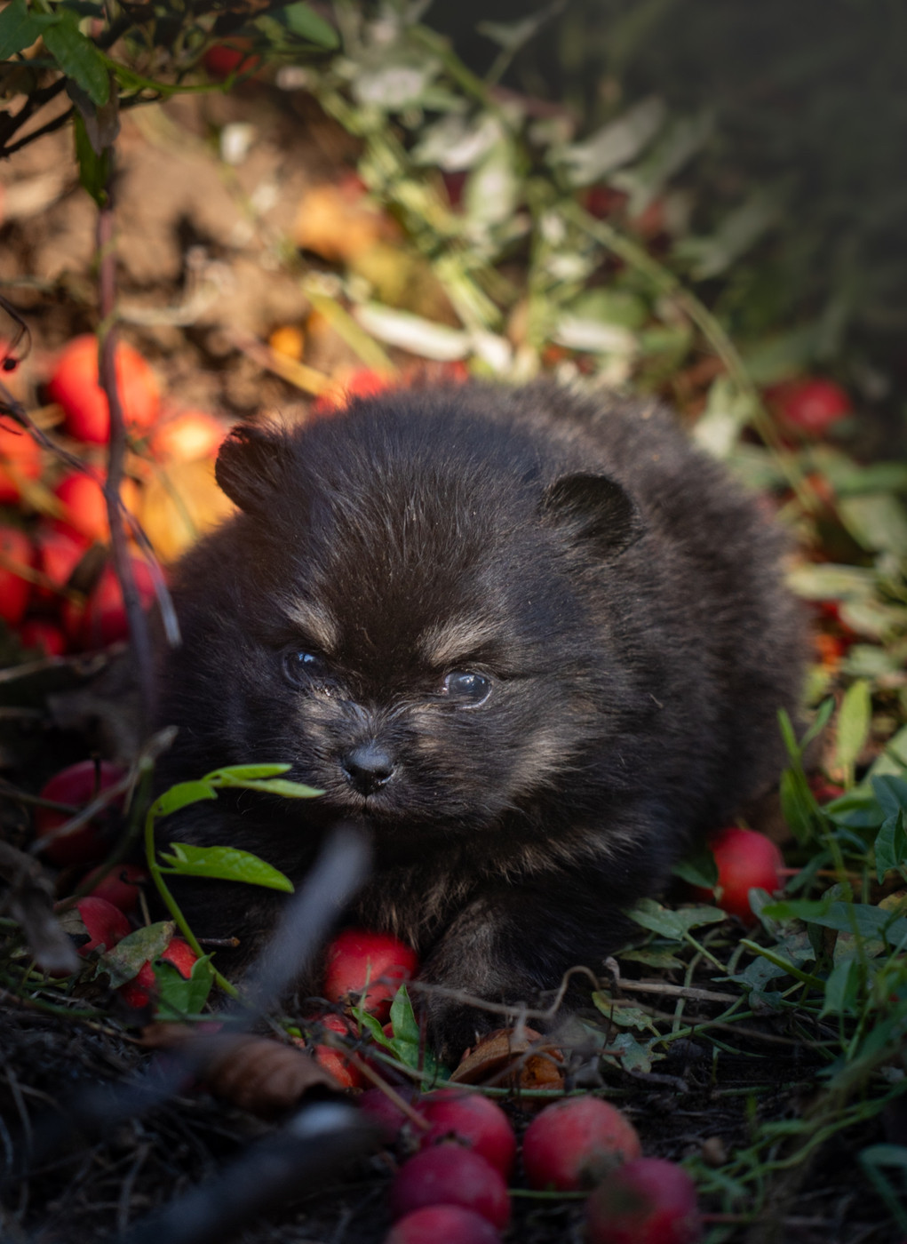 Du Domaine Du Prieure De Cayac - Chiots disponibles - Spitz allemand