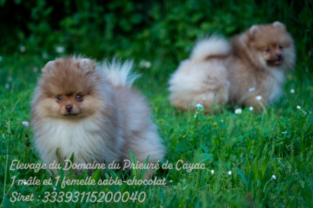 Chiot Spitz allemand Du Domaine Du Prieure De Cayac