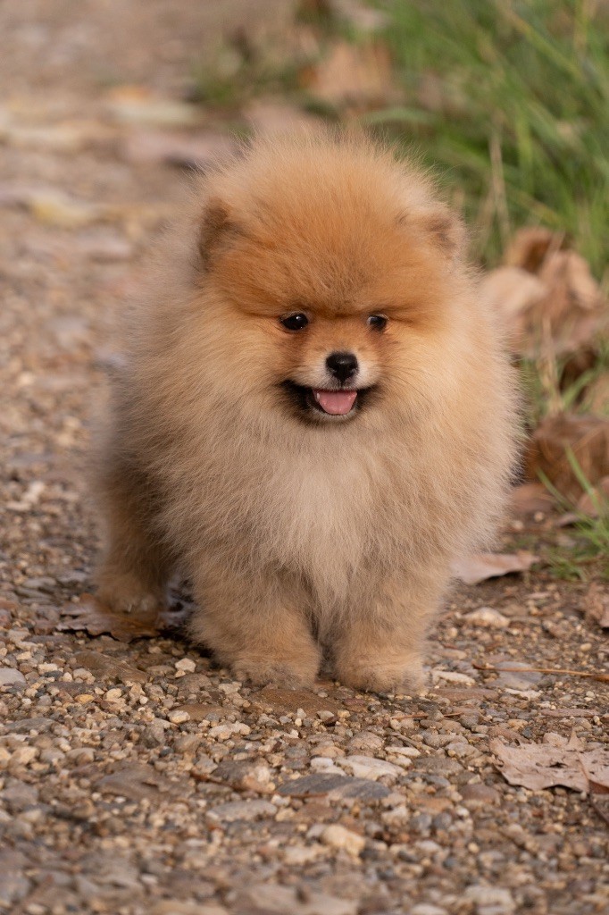 Du Domaine Du Prieure De Cayac - Chiots disponibles - Spitz allemand