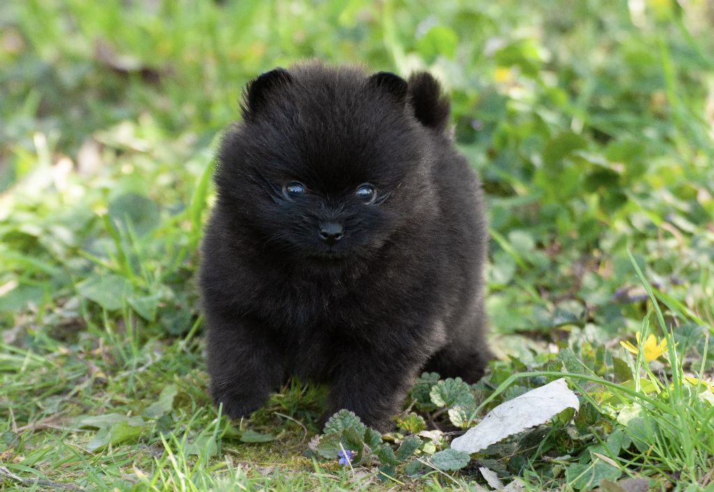 CHIOT