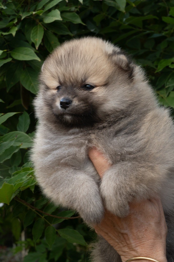 Du Domaine Du Prieure De Cayac - Chiots disponibles - Spitz allemand