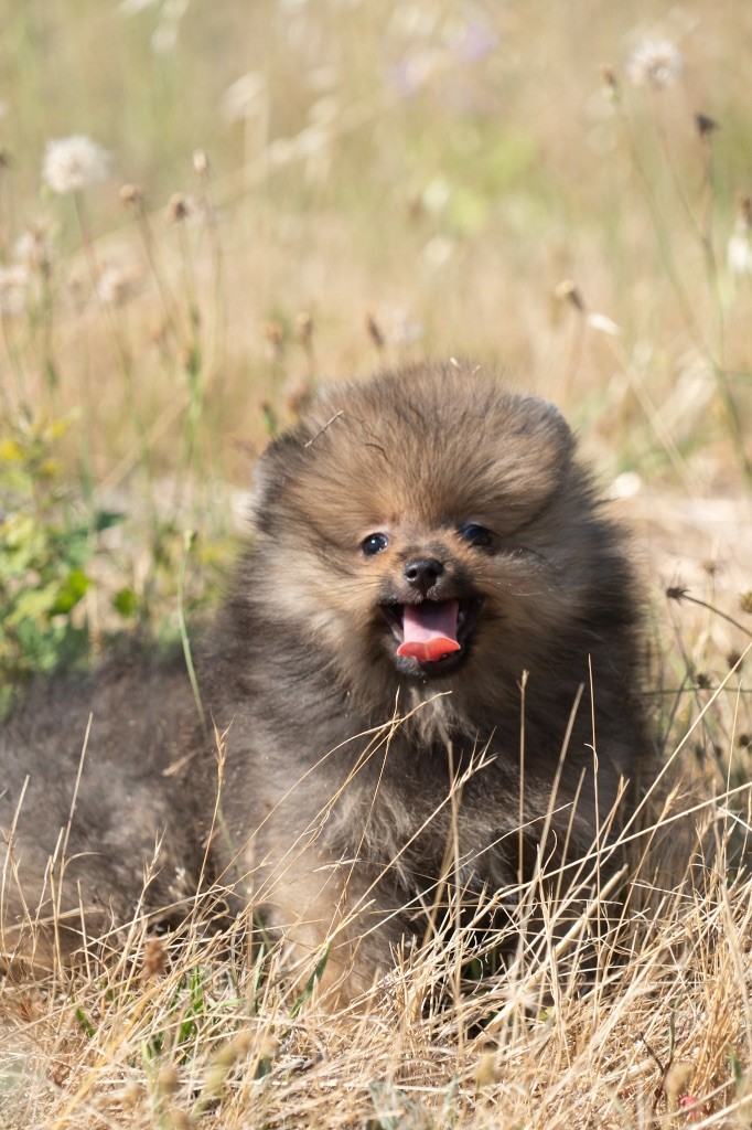 Du Domaine Du Prieure De Cayac - Chiots disponibles - Spitz allemand