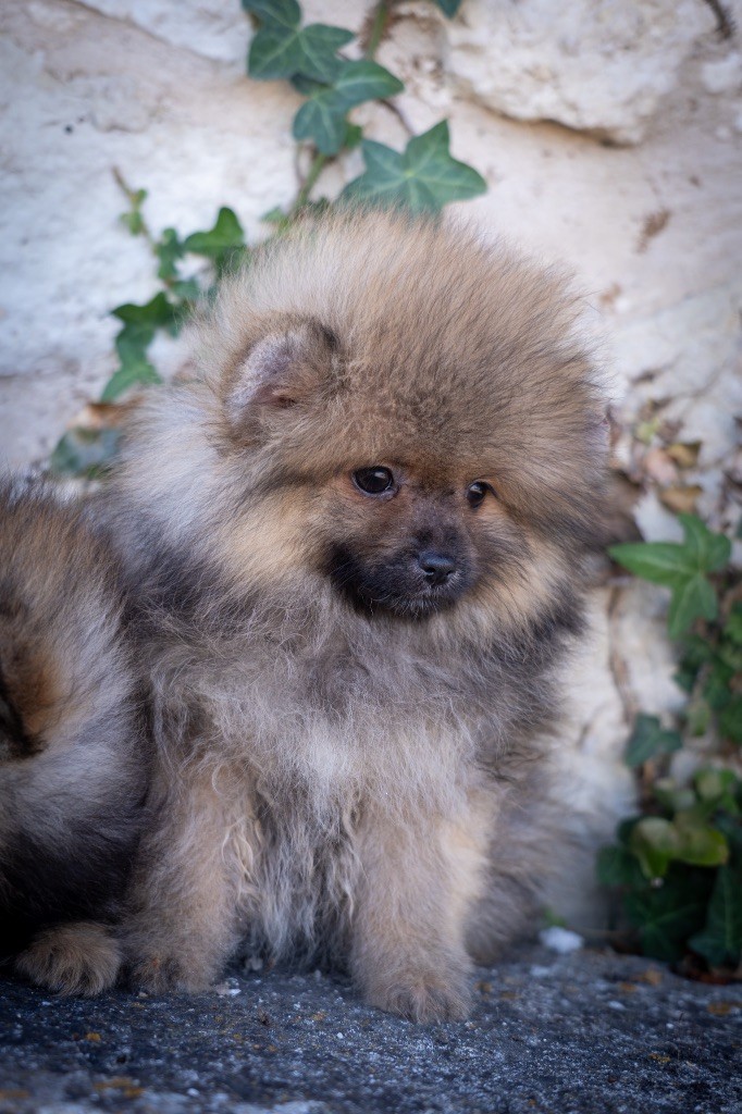 Du Domaine Du Prieure De Cayac - Chiots disponibles - Spitz allemand