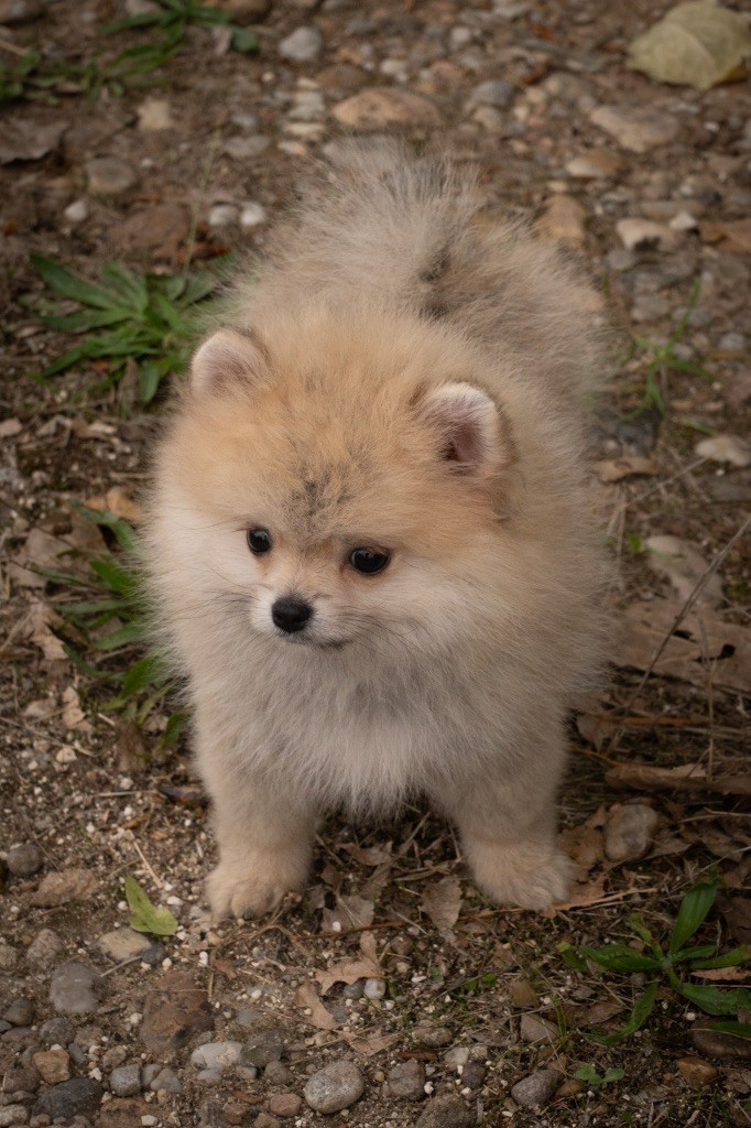 Du Domaine Du Prieure De Cayac - Chiots disponibles - Spitz allemand