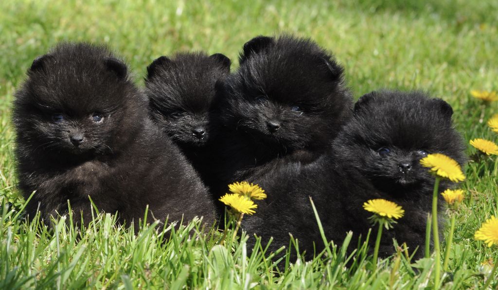 Chiot Spitz allemand Du Domaine Du Prieure De Cayac