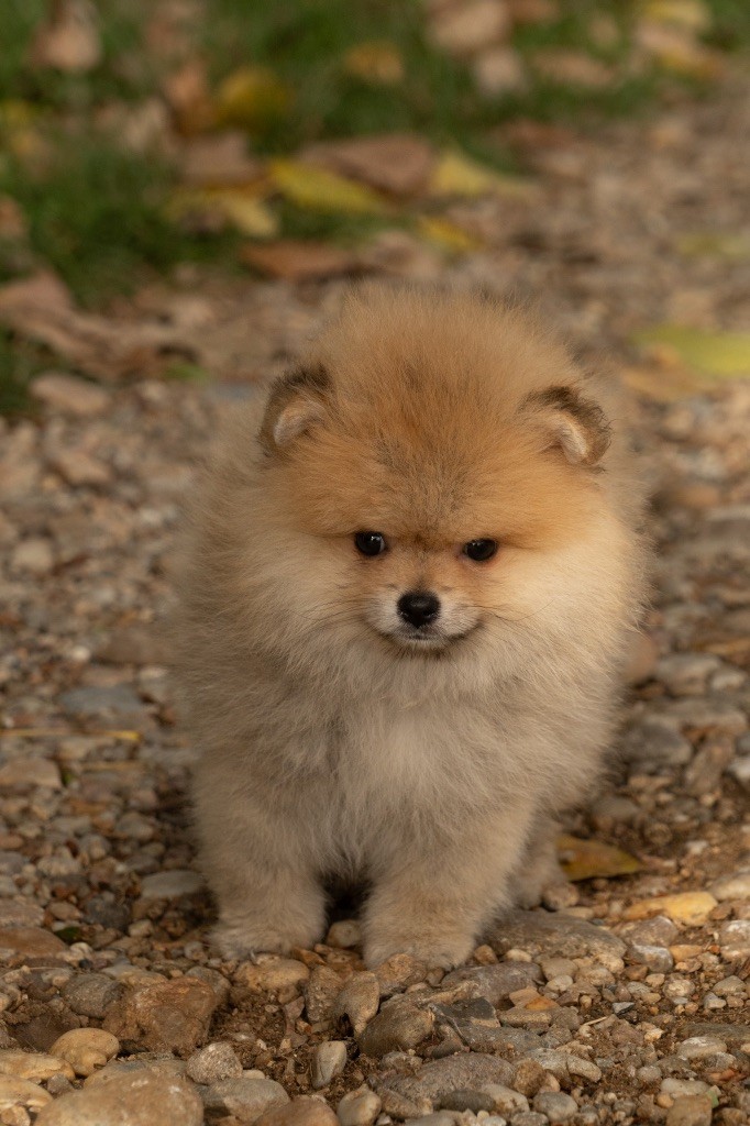 Du Domaine Du Prieure De Cayac - Chiots disponibles - Spitz allemand