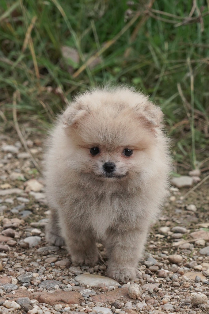 Du Domaine Du Prieure De Cayac - Chiots disponibles - Spitz allemand