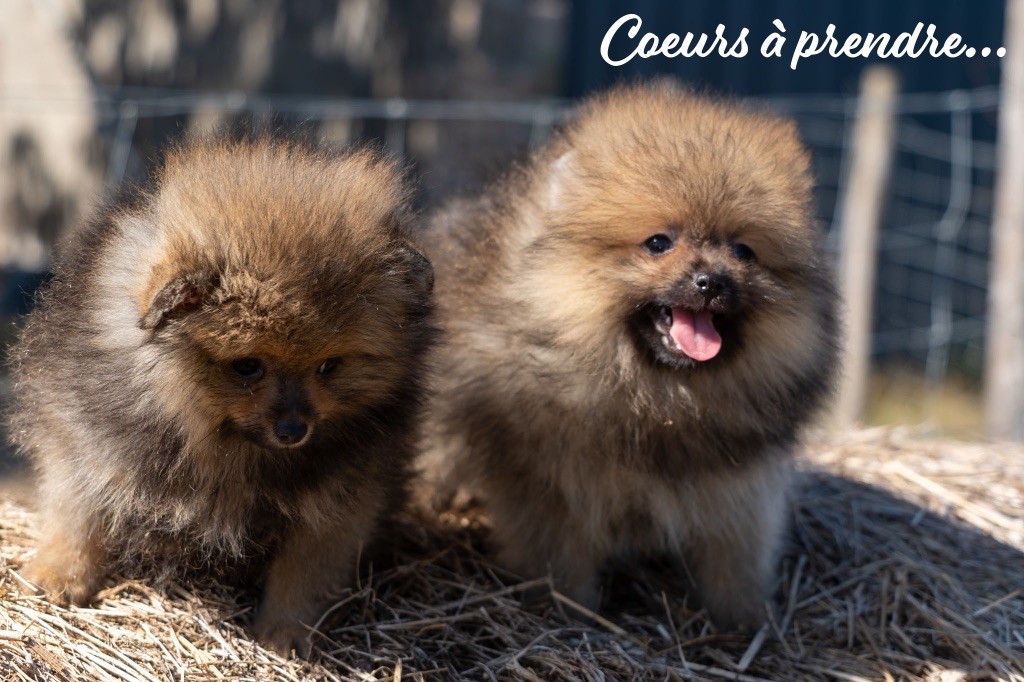 Chiot Spitz allemand Du Domaine Du Prieure De Cayac