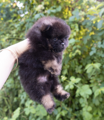 Chiot N°1