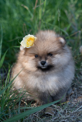Chiot N°2