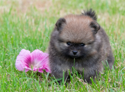 Chiot N°3