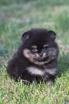 Chiot N°4