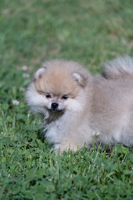 Chiot N°2
