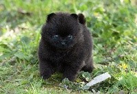 CHIOT