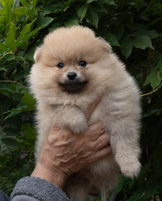 CHIOT 2
