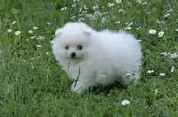CHIOT