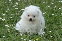 CHIOT