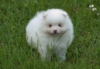 CHIOT