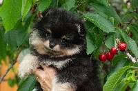 CHIOT