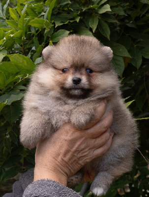 CHIOT 3