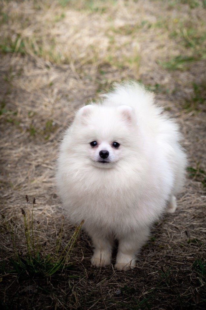 Du Domaine Du Prieure De Cayac - Chiots disponibles - Spitz allemand
