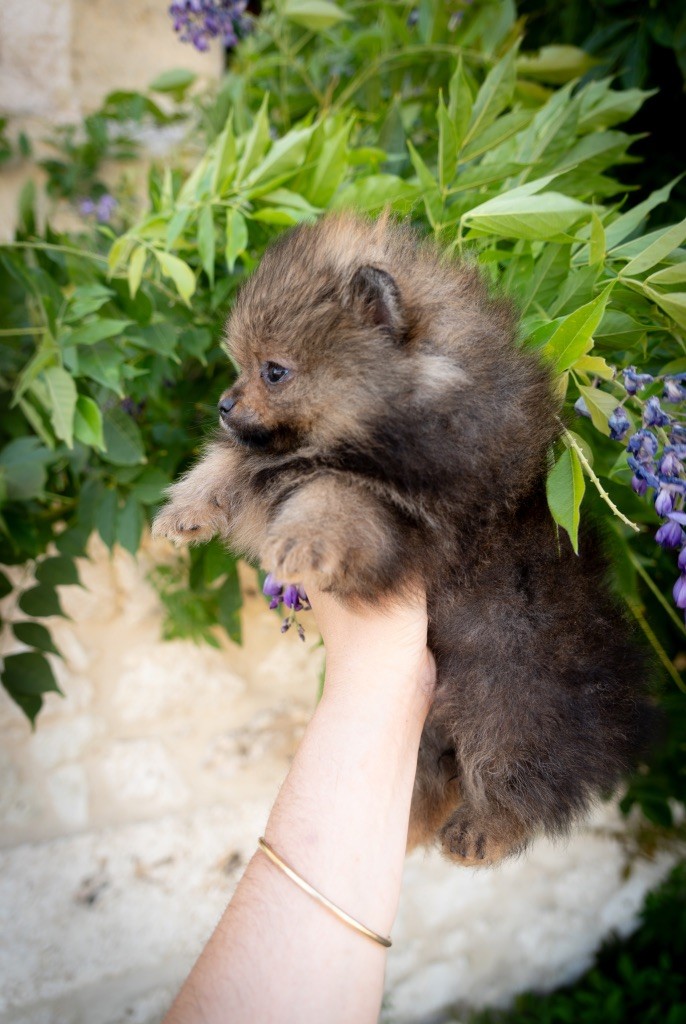 Du Domaine Du Prieure De Cayac - Chiots disponibles - Spitz allemand
