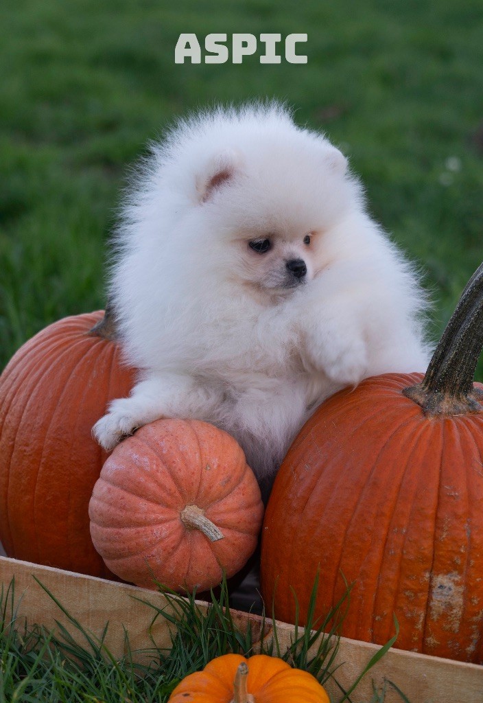 Du Domaine Du Prieure De Cayac - Chiots disponibles - Spitz allemand