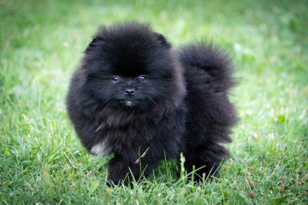 Chiot Spitz allemand Du Domaine Du Prieure De Cayac