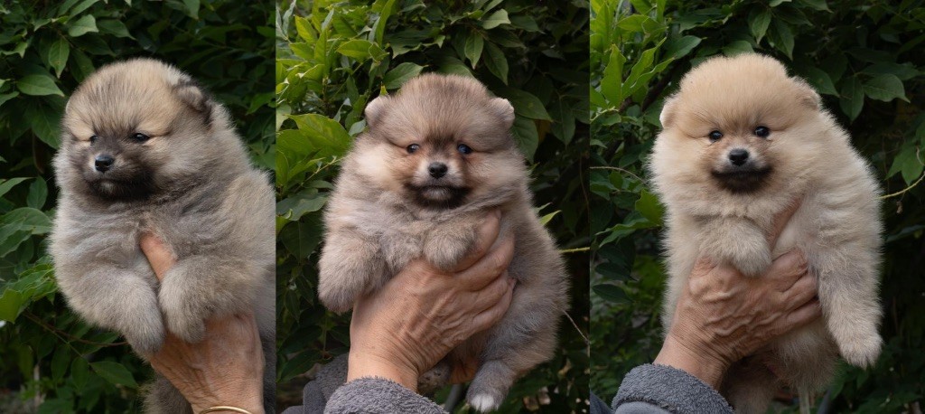 Chiot Spitz allemand Du Domaine Du Prieure De Cayac